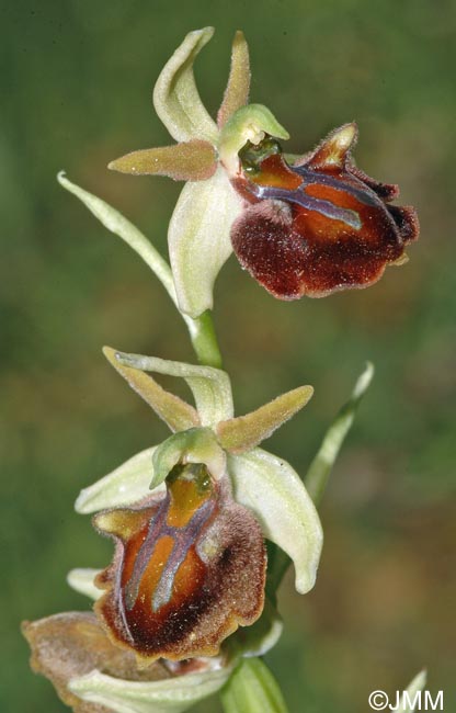 Ophrys grammica