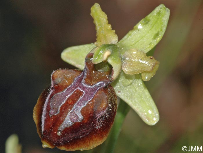 Ophrys grammica