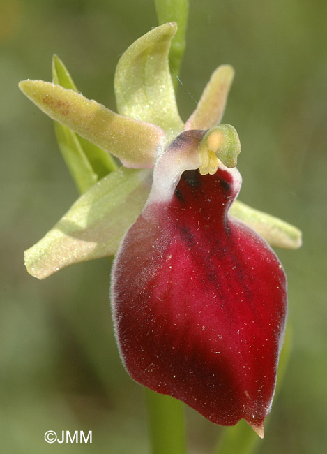 Ophrys helenae