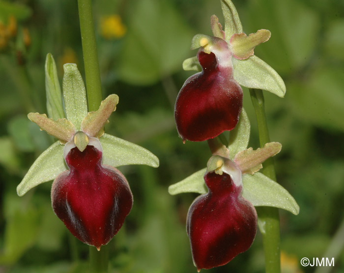 Ophrys helenae