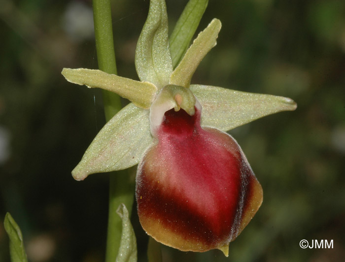 Ophrys helenae