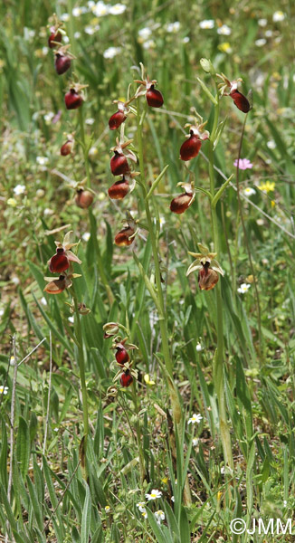 Ophrys helenae