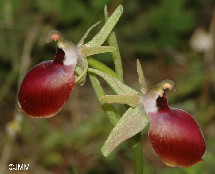 Ophrys helenae