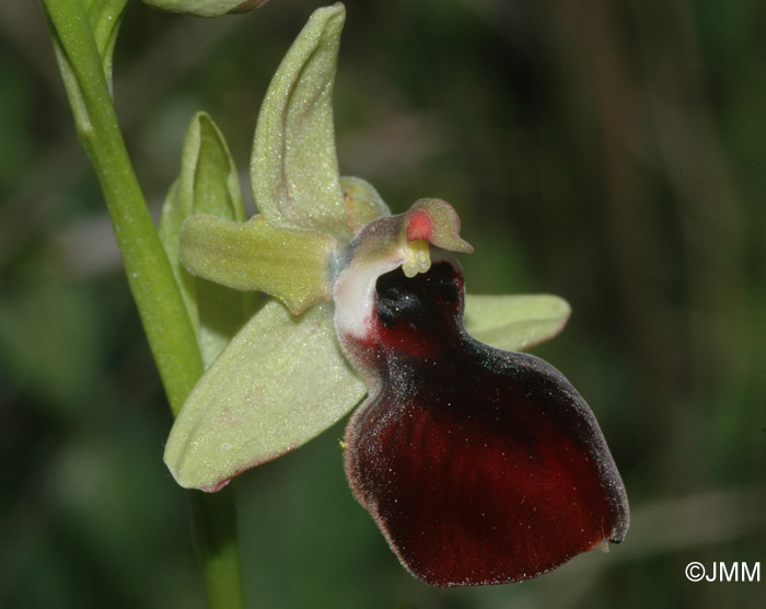 Ophrys helenae