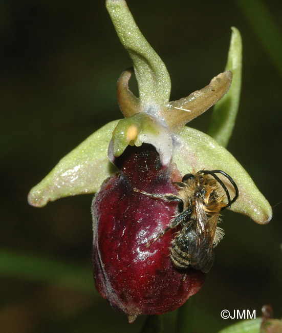 Ophrys helenae