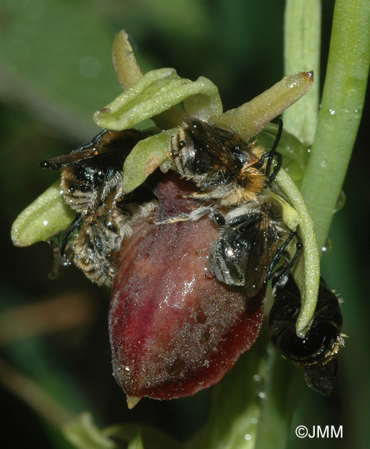 Ophrys helenae