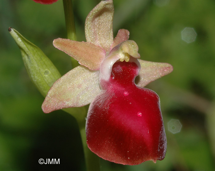 Ophrys helenae