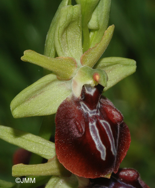 Ophrys helenae x leucophtalma