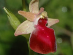 Ophrys helenae