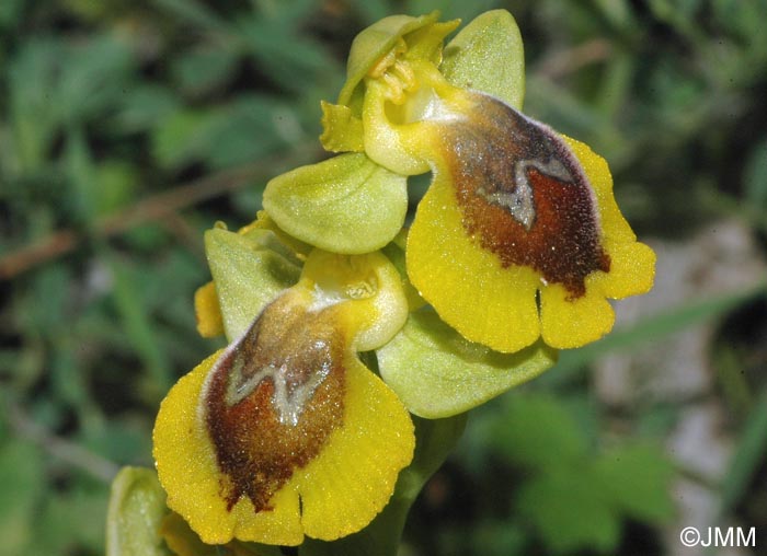 Ophrys hellenica