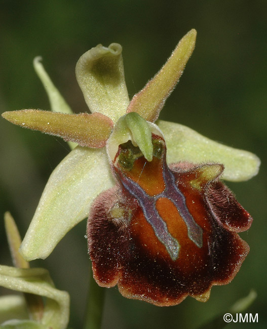 Ophrys herae