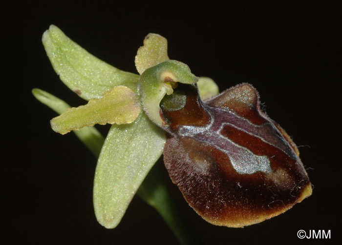 Ophrys herae