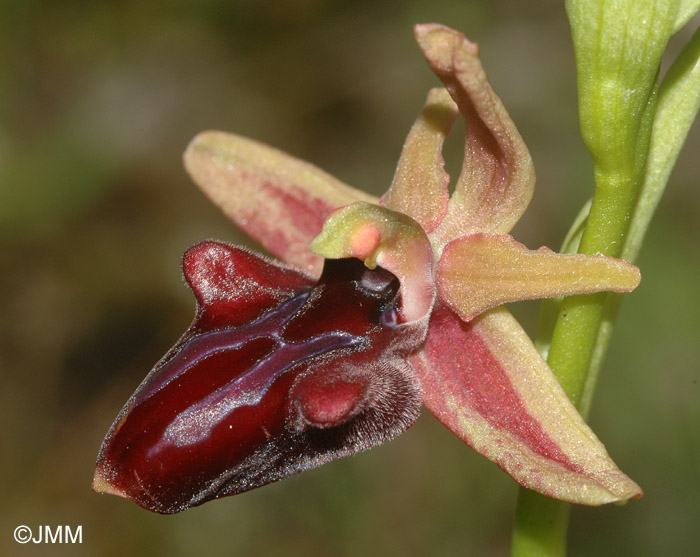 Ophrys hystera 