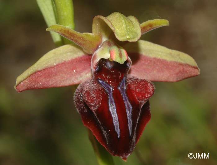 Ophrys hystera 