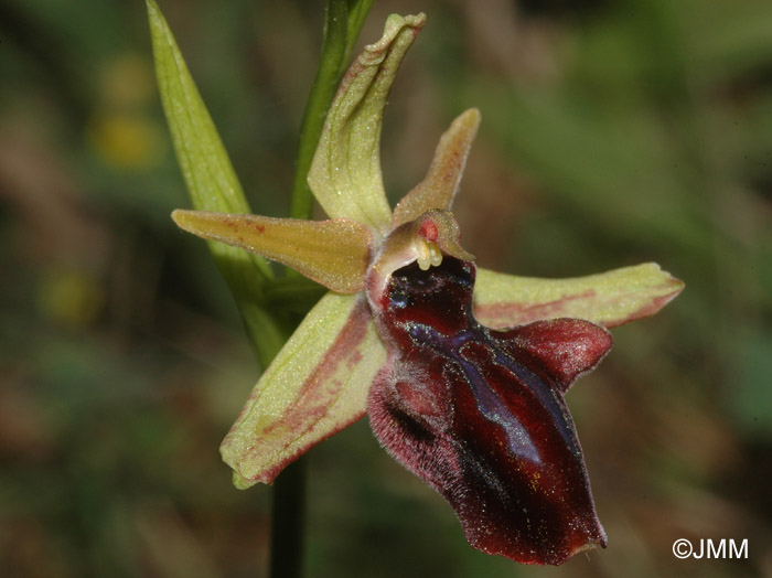 Ophrys hystera 