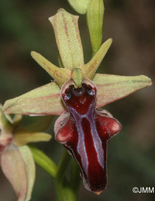 Ophrys hystera 