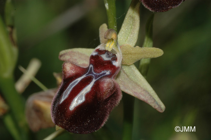 Ophrys leucophtalma 