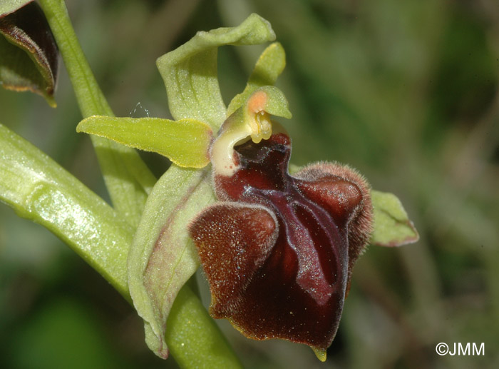 Ophrys macedonica 