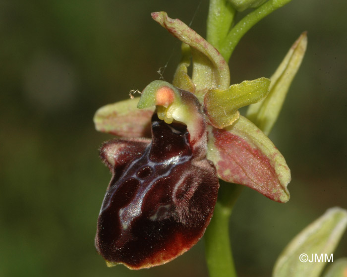 Ophrys macedonica 