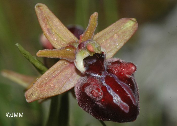 Ophrys mammosa