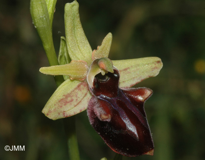 Ophrys mammosa