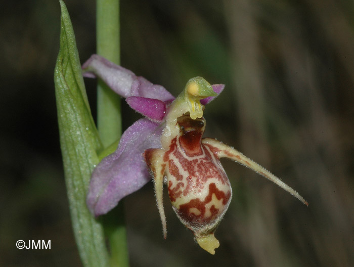 Ophrys cerastes var. minuscula