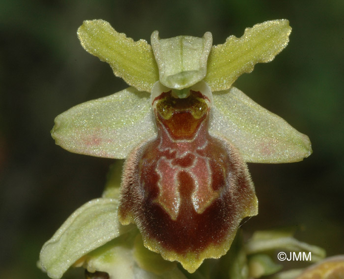 Ophrys negadensis