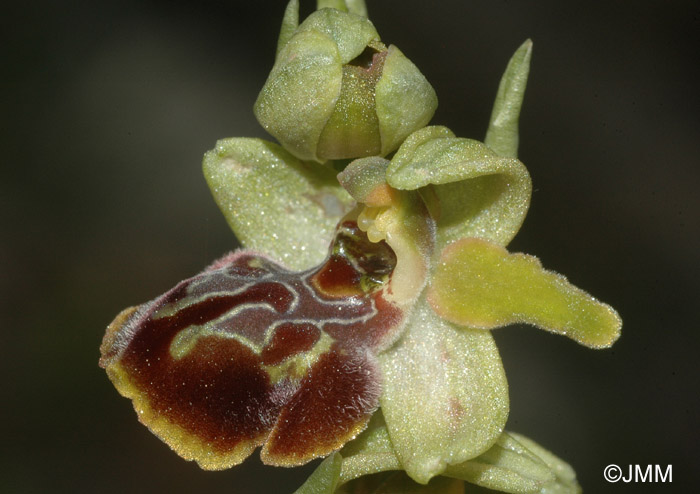 Ophrys negadensis