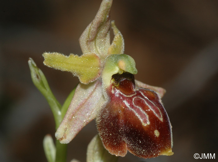 Ophrys negadensis
