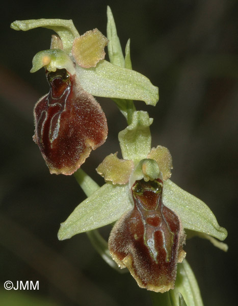 Ophrys negadensis