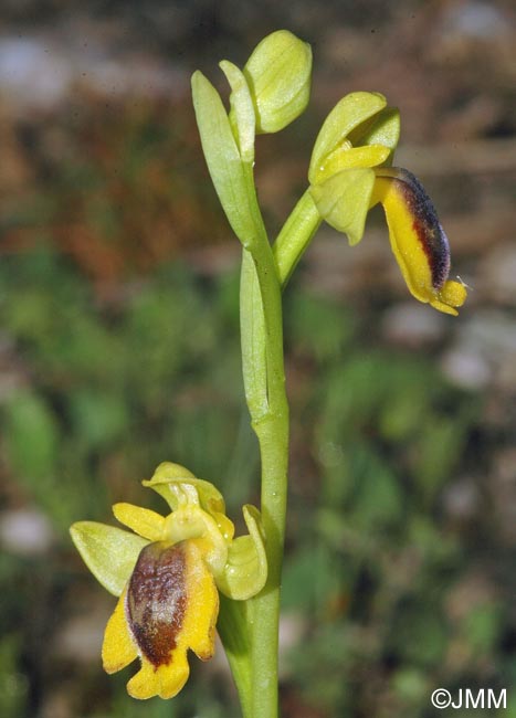 Ophrys penelopeae