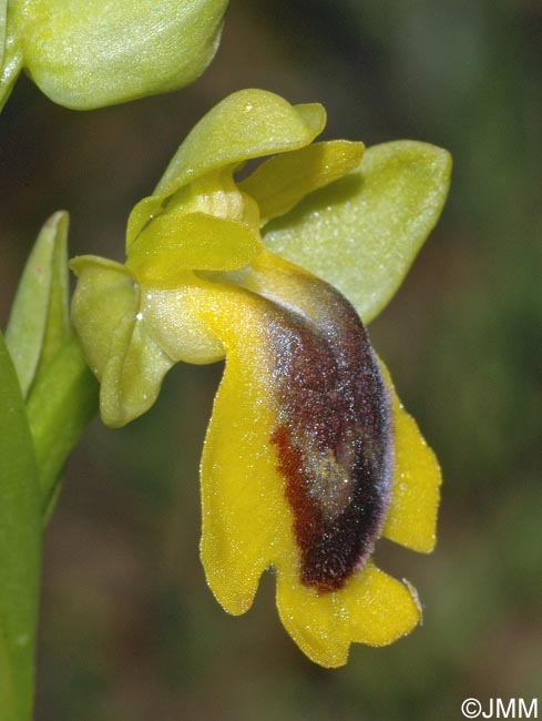 Ophrys penelopeae