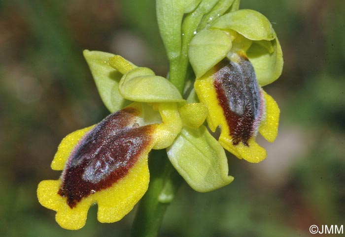 Ophrys penelopeae