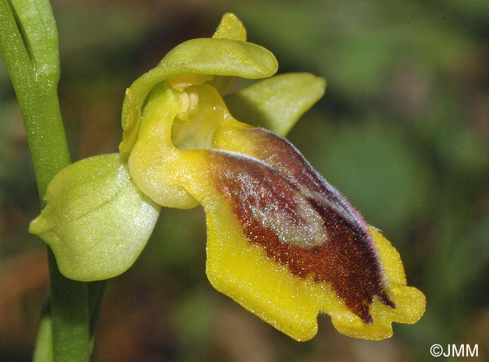 Ophrys penelopeae