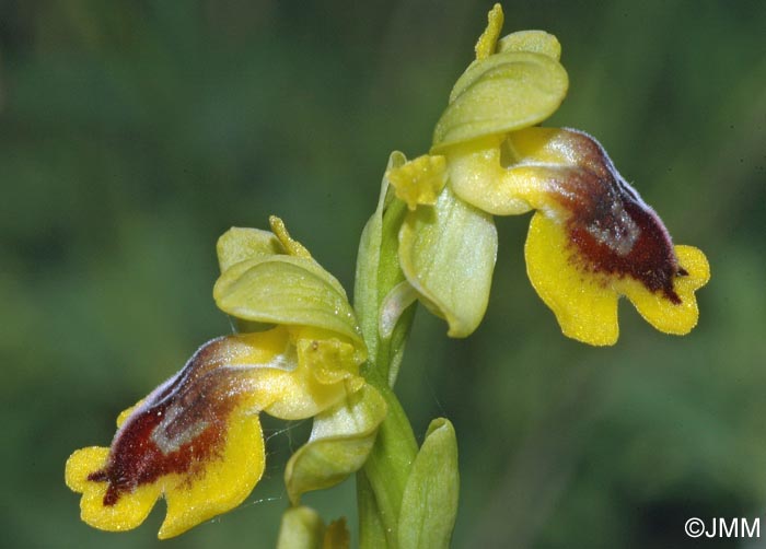 Ophrys penelopeae