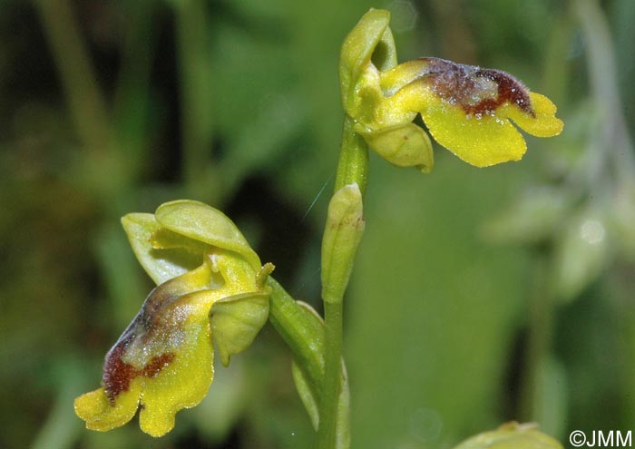 Ophrys penelopeae