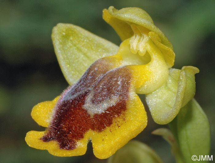 Ophrys penelopeae