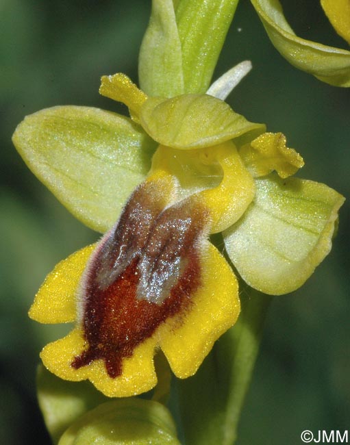 Ophrys penelopeae