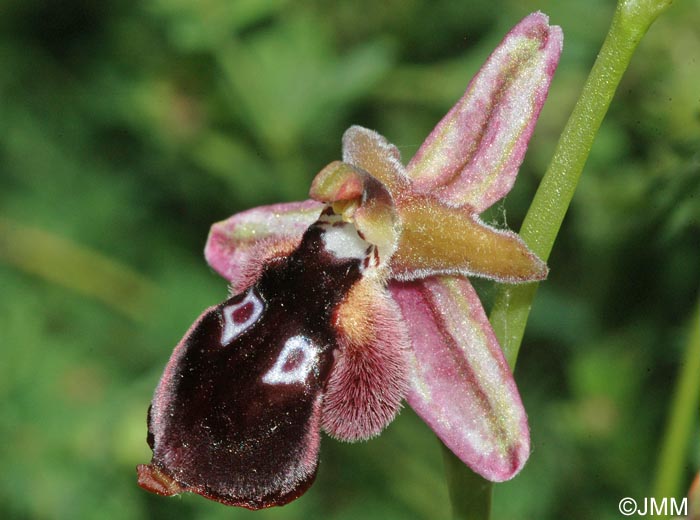 Ophrys reinholdii