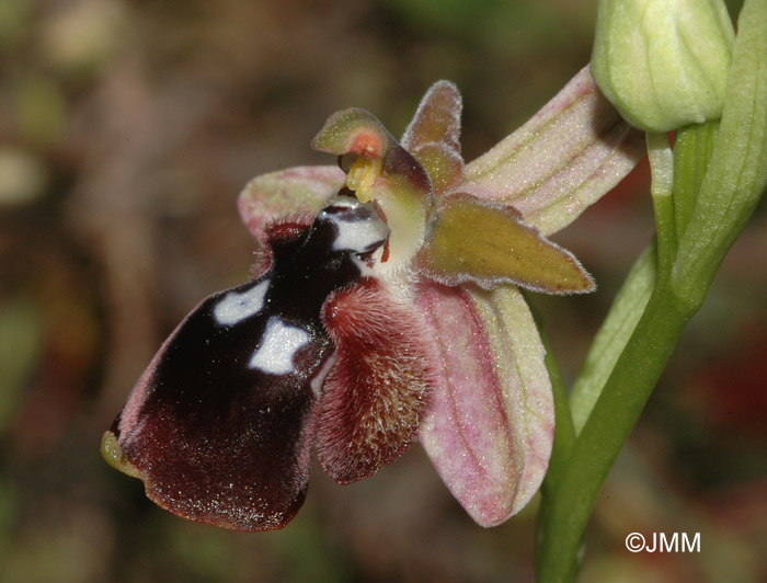 Ophrys reinholdii