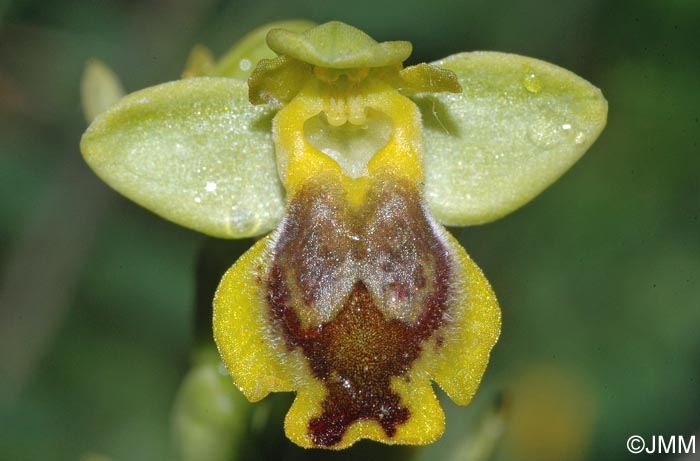 Ophrys sicula var. transadriatica