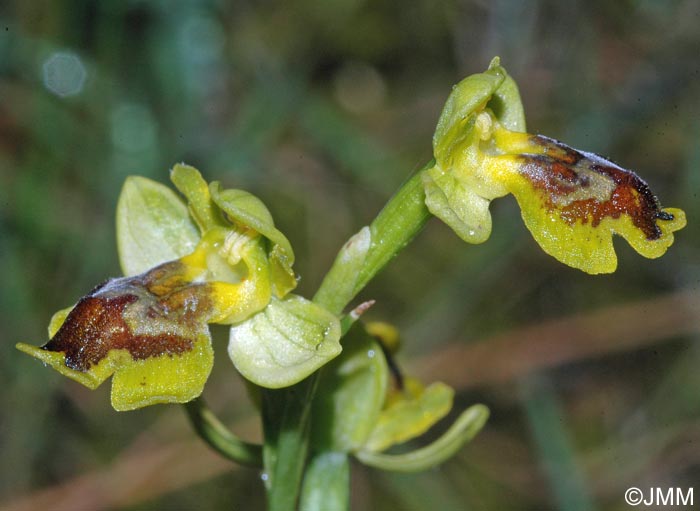 Ophrys sicula var. transadriatica