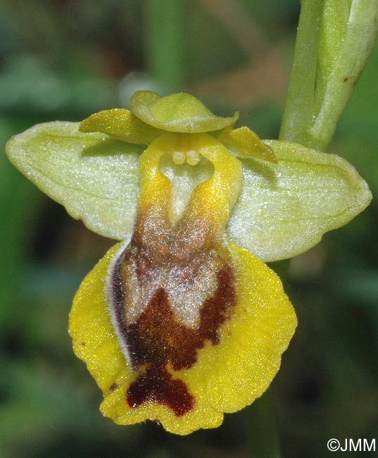 Ophrys sicula var. transadriatica