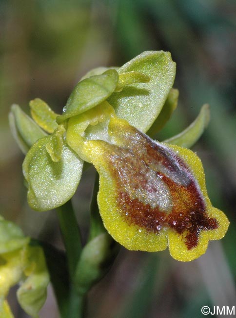 Ophrys sicula var. transadriatica