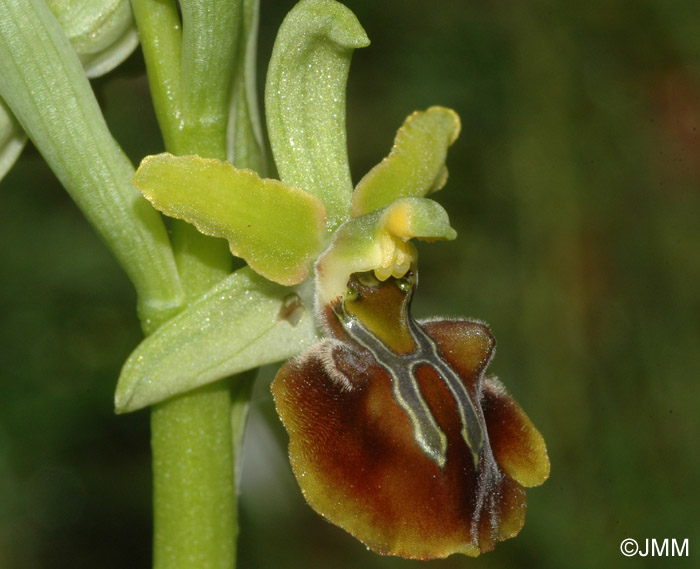 Ophrys zeusii