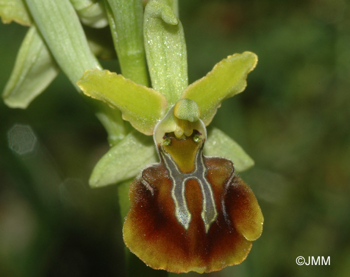 Ophrys zeusii