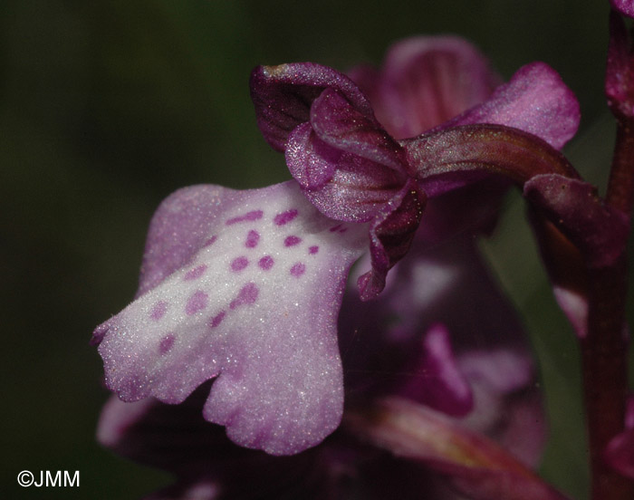 Orchis albanica