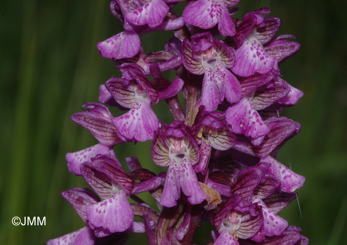 Orchis albanica