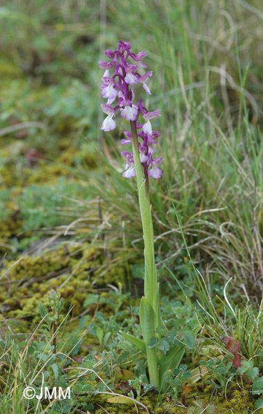 Orchis albanica