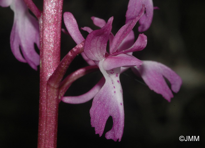 Orchis ovalis